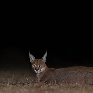 বন্যপ্রাণী সংরক্ষণে ঐতিহাসিক সাফল্য: কুনো ন্যাশনাল পার্কে দেখা মিলল বিলুপ্তপ্রায় ক্যারাকালের