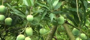 প্রযুক্তিগত গোলযোগে জাপানের বাজারে বিপত্তি, হতাশ মালদার আমচাষি ও রফতানিকারকরা