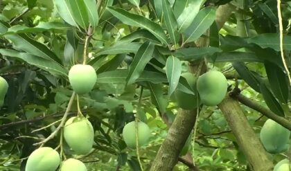 প্রযুক্তিগত গোলযোগে জাপানের বাজারে বিপত্তি, হতাশ মালদার আমচাষি ও রফতানিকারকরা