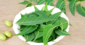 ওষুধ ছাড়াই রোগমুক্ত থাকার গোপন চাবিকাঠি! রূপচর্চা থেকে হার্টের যত্ন, নিমপাতার বহুমুখী গুণ জেনে অবাক হবেন