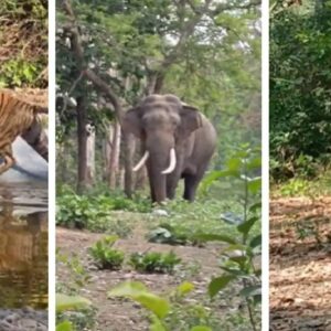 বনপ্রেমীদের জন্য সুখবর! ৩০ জুন পর্যন্ত খোলা থাকবে অমানগড় টাইগার রিজার্ভ, দেখার সুযোগ মিলবে বাঘের বনপ্রেমীদের জন্য সুখবর! ৩০ জুন পর্যন্ত খোলা থাকবে অমানগড় টাইগার রিজার্ভ, দেখার সুযোগ মিলবে বাঘের