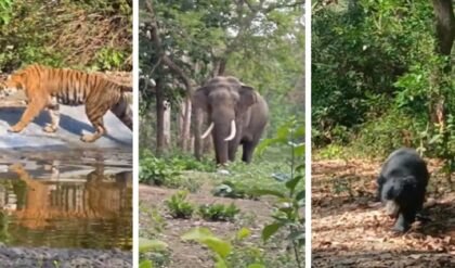 বনপ্রেমীদের জন্য সুখবর! ৩০ জুন পর্যন্ত খোলা থাকবে অমানগড় টাইগার রিজার্ভ, দেখার সুযোগ মিলবে বাঘের বনপ্রেমীদের জন্য সুখবর! ৩০ জুন পর্যন্ত খোলা থাকবে অমানগড় টাইগার রিজার্ভ, দেখার সুযোগ মিলবে বাঘের