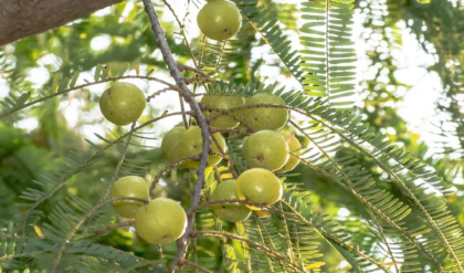 প্রতিদিন ৩টি আমলকী খাওয়ার জাদুকরী উপকারিতা, হার মানাবে দামি ওষুধ! প্রতিদিন ৩টি আমলকী খাওয়ার জাদুকরী উপকারিতা, হার মানাবে দামি ওষুধ!