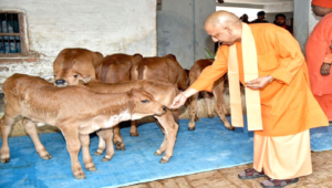 ‘গোমাতা তো রাষ্ট্রমাতা!’ গরুকে জাতীয় পশু ঘোষণার দাবিতে মুখ খুললেন যোগী আদিত্যনাথ