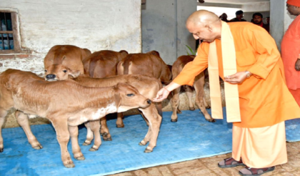 ‘গোমাতা তো রাষ্ট্রমাতা!’ গরুকে জাতীয় পশু ঘোষণার দাবিতে মুখ খুললেন যোগী আদিত্যনাথ