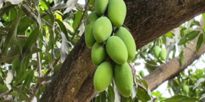 আমের বাম্পার ফলন চান? ডালিম বা ডিএপি নয়, গোপন রহস্য জানালেন কৃষি বিশেষজ্ঞরা!