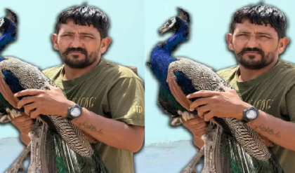 মরুভূমিতে জীবনদান, ৩০ লক্ষ টাকার ব্যবসা ছেড়ে কেন গ্রিনম্যান হলেন নরপত সিং?