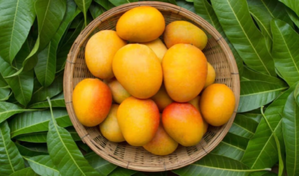 ভারতের ল্যাংড়া-হিমসাগর নয়, বিশ্বের সবচেয়ে মিষ্টি আম কোনটি জানেন? গিনেস রেকর্ডে নাম থাকা সেই ফলের খোঁজ!