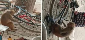 পেশাদার মেকানিক হার মানবে! সাইকেলের চাকা সারাচ্ছে বানর, ভিডিও দেখে হতবাক নেটপাড়া