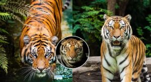 “পশ্চিমবঙ্গে ফিরছে রাজকীয় বাঘ!”-উপযুক্ত এলাকায় বাঘ ছাড়ার পরিকল্পনা কেন্দ্রের