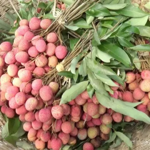 লিচু কেনার আগে ধোঁকা খাচ্ছেন না তো? ভালো ও রসালো লিচু চেনার ৫টি গোপন টিপস