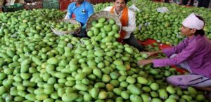 আমচাষিদের সুরক্ষায় বড় পদক্ষেপ মালদা প্রশাসনের: শুরু হচ্ছে ‘আমার মালদা’ প্রজেক্ট