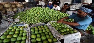 বিলুপ্তির পথে মালদার আম! বাঁচাতে অভিনব উদ্যোগ প্রশাসনের, কলকাতায় বিশেষ মেলা