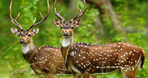 শান্তিনিকেতনের অদূরেই লুকিয়ে বন্যপ্রাণের স্বর্গ! বল্লভপুর অভয়ারণ্যে এখন হরিণের মেলা