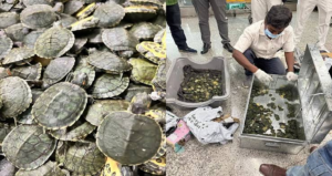 এ কোন আজব কাণ্ড! কলকাতা বিমানবন্দরে লাগেজ খুলতেই চোখ কপালে তুলল ৭০০ কচ্ছপ!