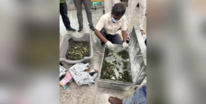ব্যাঙ্কক ফ্লাইট নামতেই কলকাতা বিমানবন্দরে তুলকালাম! যাত্রীর ব্যাগ খুলতেই চোখ কপালে তুলল ৭০৭টি জীবন্ত প্রাণী!