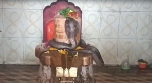 মধ্যপ্রদেশের মন্দিরে সাক্ষাৎ শিবলিঙ্গ জড়িয়ে ধরে রইল আস্ত এক গোখরো! অবাক করা দৃশ্য দেখতে উপচে পড়ল ভিড়