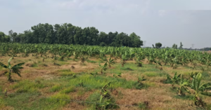 কলা চাষেই মিলবে লাখ লাখ টাকার সরকারি অনুদান! কৃষকদের আর্থিক স্বাবলম্বী করতে বড় পদক্ষেপ সরকারের
