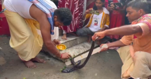 আস্ত জ্যান্ত কেউটে সাপকে হাতে তুলে পুজো! বাংলার এই গ্রামে বাস করে মানুষ আর ফণাধারী