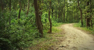 ৩০ বছর পর শালবনে মরণফাঁদ! ৪টি রাজ্যের বনভূমি ধ্বংস করতে আসা পোকার মোকাবিলায় ‘অপারেশন ট্র্যাপ ট্রি’