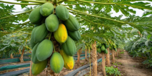গর্ভাবস্থায় পেঁপে খাওয়া কি সত্যিই ক্ষতিকর? চিকিৎসকদের যে চাঞ্চল্যকর তথ্য জানা উচিত হবু মায়েদের!
