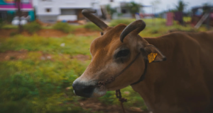 গরু কোরবানি নিয়ে বড় নির্দেশ সুপ্রিম কোর্টের, মাদ্রাজ হাইকোর্টের রায়ে অন্তর্বর্তীকালীন স্থগিতাদেশ