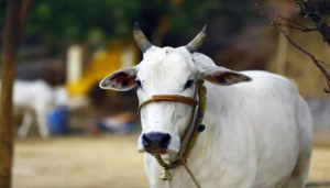 সুপ্রিম কোর্টে বড় জয় তামিলনাড়ুর, গো-হত্যা নিয়ে মাদ্রাজ হাইকোর্টের নির্দেশে স্থগিতাদেশ