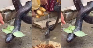 জ্যান্ত কেউটেকে কোলে নিয়ে পুজো! সাপের কামড় এখানে অভিশাপ নয়, সাক্ষাৎ ‘মায়ের প্রসাদ’