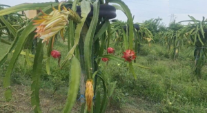 প্রতি কেজি ৫০০ টাকা! সনাতনী চাষ ছেড়ে ড্রাগন ফ্রুট চাষে কোটিপতি হওয়ার নতুন স্বপ্ন দেখছেন উত্তরপ্রদেশের কৃষকরা