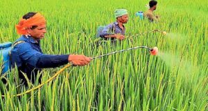 “কৃষিতে আগাছানাশক নয়, যেন সাক্ষাৎ যম!”-প্যারাকোয়াট ডাইক্লোরাইড নিষিদ্ধ করল কেন্দ্র