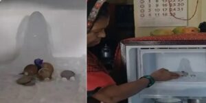 ফ্রিজের বরফখণ্ডে শিবের আকার! অমরনাথের ছোঁয়া দেখছেন ভক্তরা, দেখুন ভিডিও