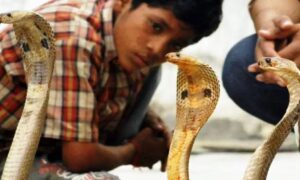 “সাপের সাথে অদ্ভুত মিতালি!”-ভারতের যে গ্রামে ঘরজুড়ে ঘুরে বেড়ায় বিষধর কেউটে!