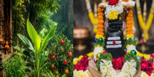 শ্রাবণ মাসে বাড়ির সঠিক স্থানে লাগান এই ৫টি গাছ! সংসারে উপচে পড়বে সুখ-সমৃদ্ধি, দূর হবে শনি দোষ