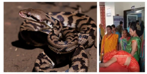গোপালগঞ্জে সাপের বিষাক্ত ছোবল! ৭২ ঘণ্টায় ৬ জনের মৃত্যুতে ত্রাসের রাজত্ব