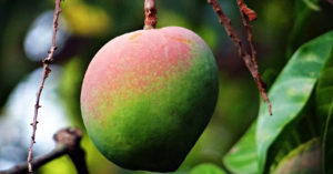 আমের রাজকীয় স্বাদ এখন আপনার আঙিনায়, রানাঘাটের এই নার্সারিতে হাহাকার সাশ্রয়ী চারা কিনতে!