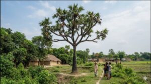রাবণের ১০ মাথা! বাংলার মাটিতে হদিশ মিলল বিরল ‘রাবণ তালগাছে’র, স্তম্ভিত বিজ্ঞানীরা
