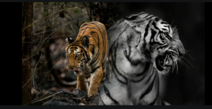 গ্রামবাসীদের ঘুম কেড়েছিল ৯ বছরের বাঘ! কৃত্রিম বুদ্ধিমত্তার সাহায্যে সফলভাবে উদ্ধার করল মধ্যপ্রদেশ বন বিভাগ