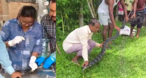 মৃত্যুর মুখ থেকে ফুরিয়ে গেল জীবন! ১৩ ফুটের আহত কিং কোবরার ক্ষত সেলাই করে বাঁচালেন চিকিৎসক!