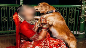 বিয়ের মণ্ডপে তুলকালাম কাণ্ড! পোষ্য কুকুরকে মারধরের জেরে সাতপাক ঘোরার আগেই বিয়ে ভাঙলেন কনে!