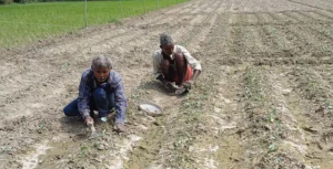 ৩ বিঘা জমিতে কাবেরি বাঁধাকপির বাম্পার ফলন! এক লাফে পকেটে আসছে কত হাজার টাকা?