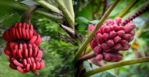 বাজারে এসেই ঝড় তুলেছে লাল কলা! সাধারণ কলার চেয়ে এর স্বাস্থ্য উপকারিতা জানলে অবাক হবেন