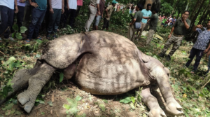 চোখের সামনে মায়ের মৃত্যু! ১১ ঘণ্টার মরণপণ লড়াই শেষে নিরাপদ ঠিকানায় গণ্ডার শাবক