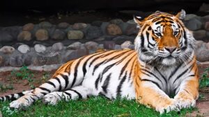 ২০ হাজার টাকায় আলিপুর চিড়িয়াখানার বাঘ হবে আপনার! জেনেনিন দত্তক নেওয়ার নিয়ম?