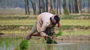 রাসায়নিক সার বাদ দিয়ে প্রাকৃতিক চাষে ঝুঁকছে কৃষকরা! বড় ঘোষণা গুজরাট সরকারের