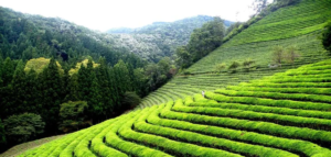 চা-বাগানের মাঝে রূপকথার মতো সাজানো ব্রিটিশ সাহেবদের সমাধি! আজ অযত্ন আর অবহেলায় কেন ধুঁকছে ডুয়ার্সের এই ঐতিহাসিক কবরস্থান?