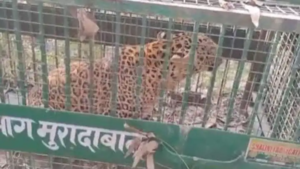 মোরাদাবাদে কি অবশেষে কমল ত্রাসের রাজত্ব? খাঁচাবন্দি ১৪তম চিতাবাঘ, স্বস্তির নিঃশ্বাস ফেলছে গ্রামবাসীরা!