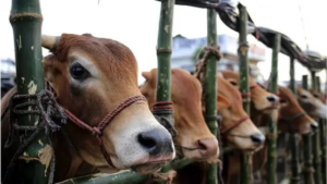 বৈধ কাগজ ছাড়াই রাতের আঁধারে গরুর চালান! মানিকপাড়া বিট হাউসের হটস্পট অভিযানে এল বিরাট সাফল্য!