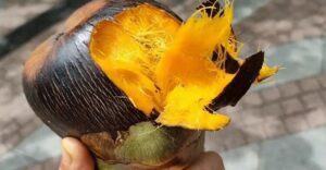 মিষ্টি তাল চিনবেন কী করে? বাজার থেকে কেনার সময় এই ৩টি জিনিস খেয়াল রাখুন