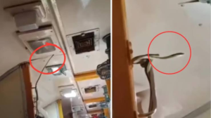 হাওড়াগামী ট্রেনের কামড়ায় ঘুরছে ইয়া বড় বিষধর সাপ! প্রাণ হাতে সফর যাত্রীদের, রেলে তুমুল তোলপাড়