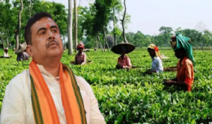 বোনাসের পরপরই ফের বড় খবর! চা-বাগানের শ্রমিক পরিবারের জন্য নজিরবিহীন সিদ্ধান্ত